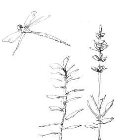 Torsten Breher Garten- und Landschaftsgestaltung